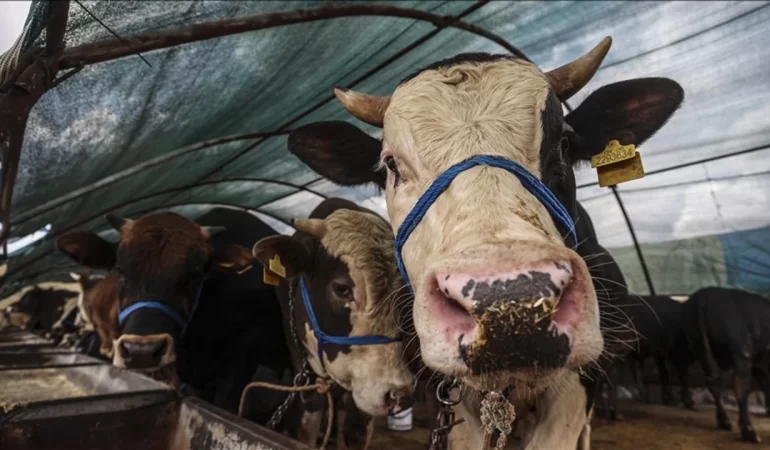 VEKALETLE KURBAN KESİM BEDELİ AÇIKLANDI
